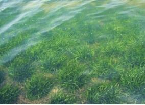 百色園博園水生態(tài)修復工程