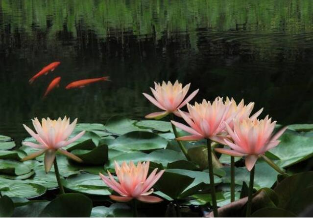 百色園博園水生態(tài)修復工程