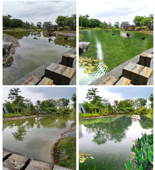 百色園博園水生態(tài)修復工程